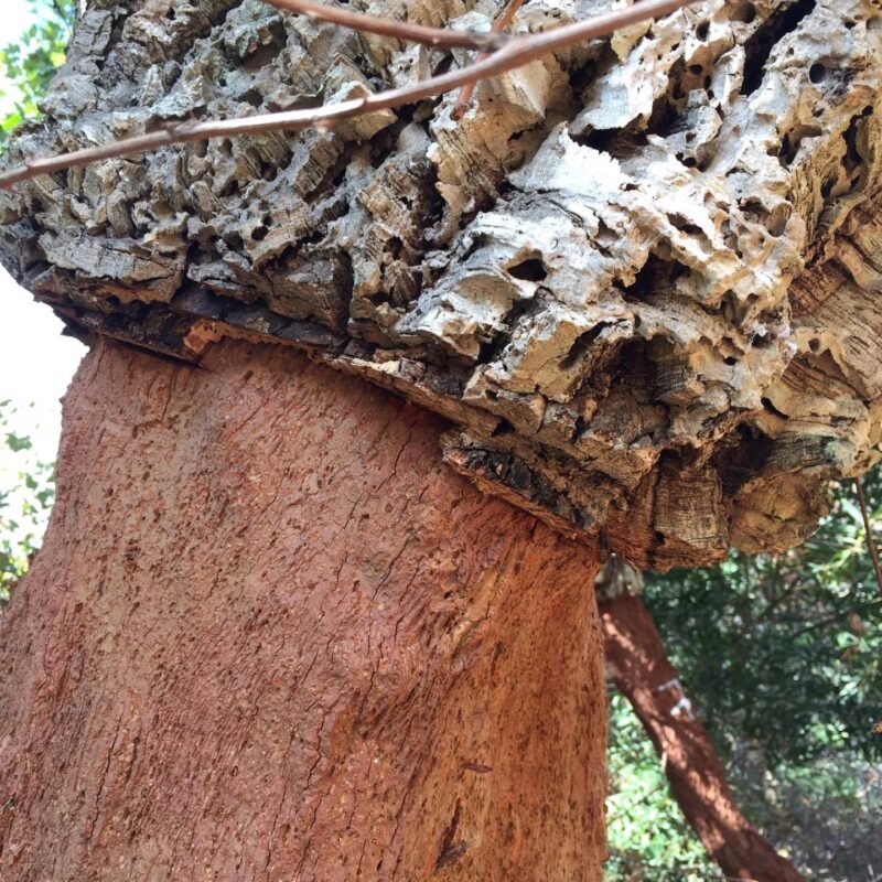 Geschälte Korkeiche